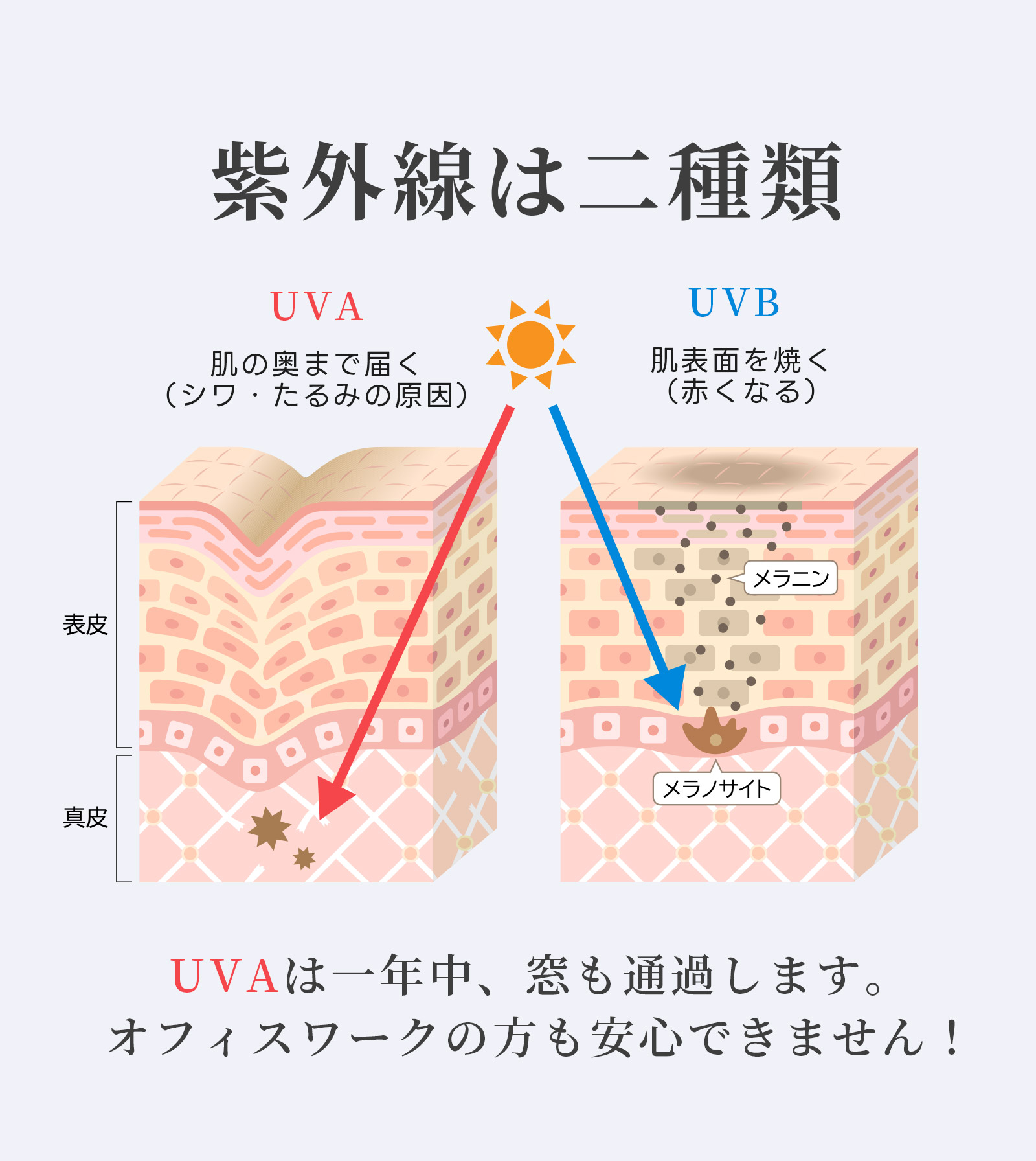 紫外線は二種類　UVA 肌の奥まで届く（シワ・たるみの原因）　UVB 肌表面を焼く （赤くなる）　UVAは一年中、窓も通過します。オフィスワークの方も安心できません！